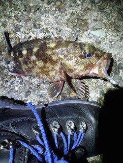 古茂江 ボトムワインドでボテボテのガシラ28cmにメバルの釣果