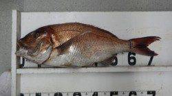 伊古木でのフカセ釣りでマダイ78cm・5.7キロ