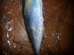 文里湾でのカゴ釣りでマアジ20cm