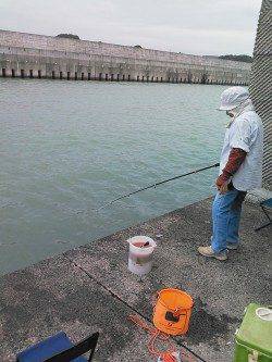 芳養漁港にてサビキでアジの釣果