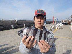 平磯海釣り公園　投げ釣り仕掛けにイシダイ34cm