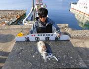 7日黒島の磯のヤエン釣果〜アオリイカ1.7kgと1.4kgが出てます