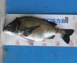 佐波賀道沿いでチヌ52.5cmを頭に7匹の釣果