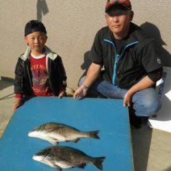 若狭大島磯、大丹生防波堤でチヌ良い型が釣れています
