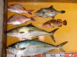 三尾の磯 立島にてカゴ釣り、ヒラマサとマダイが釣れました