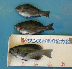 舞鶴田井の磯に釣行〜グレのキープサイズは3匹でした
