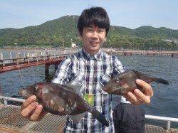 須磨海釣り公園　ハゲ掛けでウマヅラハギ2尾