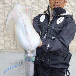 湯浅の磯 アオリイカ胴長～37cm3バイとマゴチ59cm