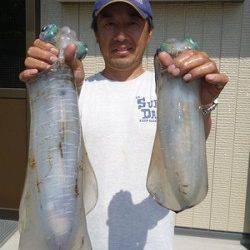 湯浅の磯良型アオリ、ウキ釣りで〜2.41kg6パイ・ヤエンで2.13kg2ハイ