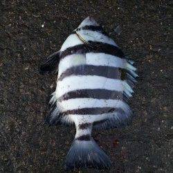 加太でカゴ釣り〜二枚潮に苦戦するもサンバソウ・ウマヅラの釣果