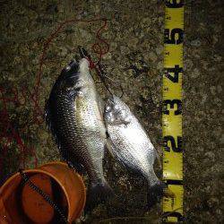 武庫川でウナギ釣り〜今年はキビレ多いのかよく当たります