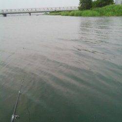 淀川でシラサをエサにウキ釣り〜ハゼとキビレが釣れました