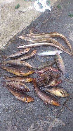 新浜漁港アナゴ・クジメ・ガシラなど多彩な釣果で楽しめました