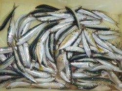 芳養漁港　サビキでイワシ・豆アジ・チャリコの釣果