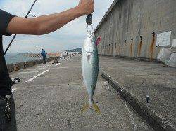 和歌山北港魚つり公園 ルアーでハマチ48cm