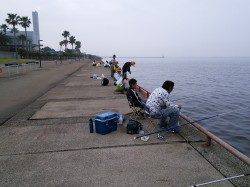 鳴尾浜釣り公園でサビキ釣り〜午前中に2回ほどイワシの回遊