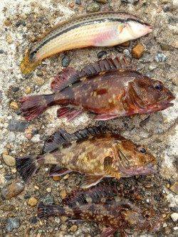 本荘人工島　シラサエビの胴突き釣りで美味しい魚の6目釣り