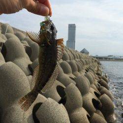 りんくうでライトワインドの練習　ハゼが釣れました