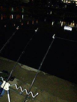 武庫川河口にウナギ狙いで釣行〜大きなマチヌが釣れました
