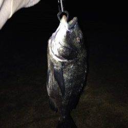 武庫川河口にウナギ狙いで釣行〜大きなマチヌが釣れました