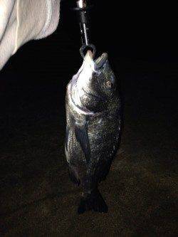 武庫川河口にウナギ狙いで釣行〜大きなマチヌが釣れました