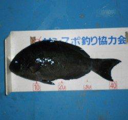 舞鶴田井の磯でグレ43.6cmを頭に4匹の釣果