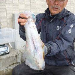 湯浅の磯 ウキ釣りで胴長35cmまでのアオリイカ3バイ