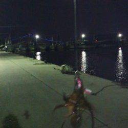 林崎漁港にタコ釣りに行ってきました