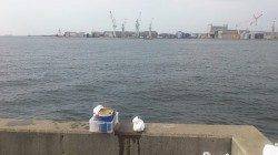 兵庫突堤にてサビキ釣り〜小アジとナイスサイズの丸アジの釣果