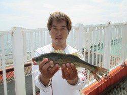 アジは１人３０匹前後、尼崎市立魚つり公園でサビキ釣り