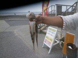 大阪南港魚つり園アジがパラパラ、タコも釣れだしてきました