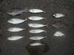 【14日】和歌山北港魚つり公園の魚種多彩な釣果