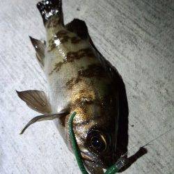 明石港アジング調査は根魚ばかり…小さいアタリの正体はカマス