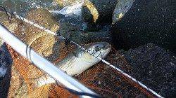 助松埠頭にてオキアミフカセ〜45.6cmのチヌがヒット！