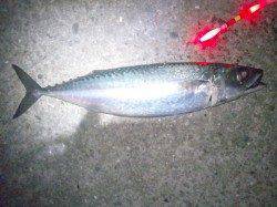 大蔵海岸、電気ウキを使っての夜釣り　サバの引きを楽しめました