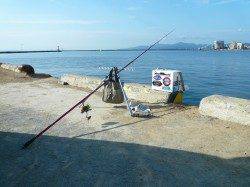 日中の暑さを避け早朝から津名港へ投げキス釣行