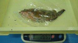 堺堤防にてキジハタの幼魚28cm265g
