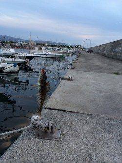 樽井漁港にてガシラとアジを狙うもハゼ多数&チヌの釣果でした
