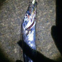 和歌山北港魚つり公園　テンヤでタチウオ17本の大漁でした♪