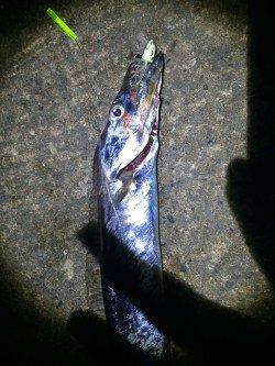 和歌山北港魚つり公園　テンヤでタチウオ17本の大漁でした♪