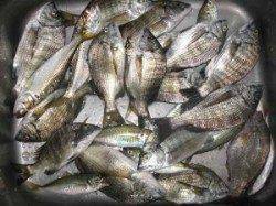 宮崎沖カセでのチヌ釣果　餌はアケミ貝です