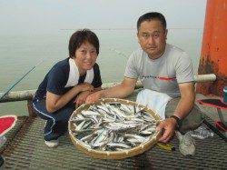 サビキでもサヨリ釣れてます　尼崎市立魚つり公園