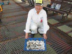 尼崎市立魚つり公園　毎日安定したサビキ釣果でてます