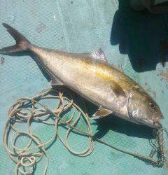 沖の北にてのませ釣りでカンパチ75cm！