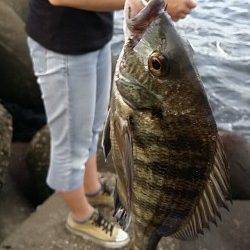 高砂埋立地周辺エビ撒きハネ釣り〜手のひらサイズのチヌ多数