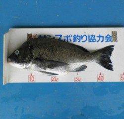 青井イカダでチヌ48.2cmを頭に3匹の釣果