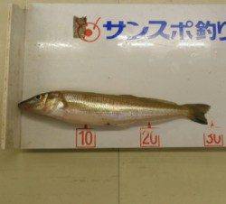 【3日】和田漁港でキスの良型が出ました。投げ釣りにて