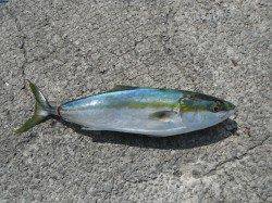 和歌山北港魚つり公園　メジロ67cmの釣果