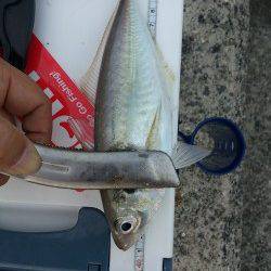 淡路島・佐野　アジングで自己最高記録24cmのアジが釣れました