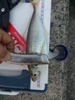 淡路島・佐野　アジングで自己最高記録24cmのアジが釣れました